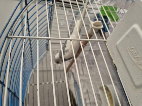 Uysal renk güzeli konuşan muhabbet kuşun yavruları