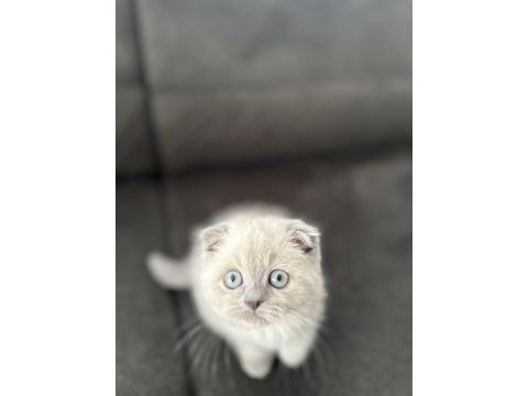 3 aylık erkek blue point yavru scottish fold