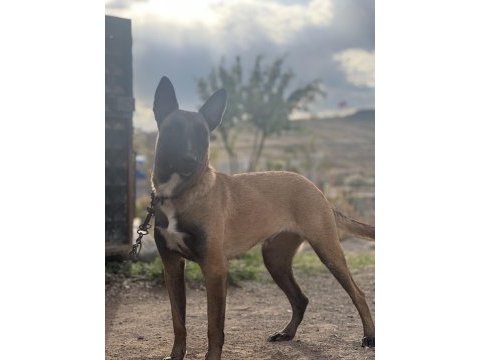 Tam bir aile köpeği / sosyal sevecen malinois