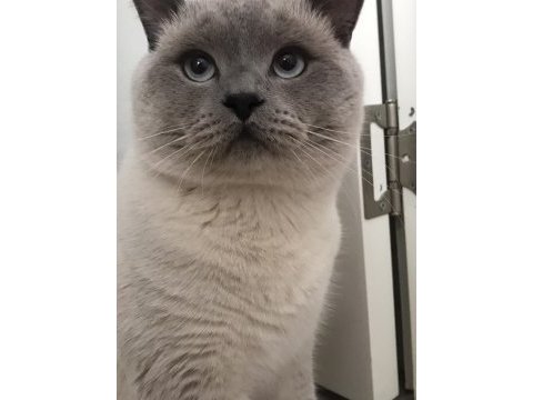 British shorthair blue point oğlumuza eş arıyoruz