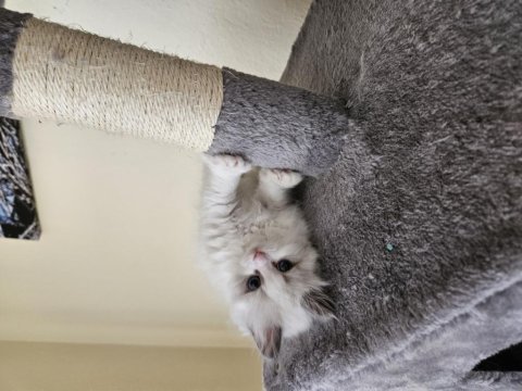 Dünyalar güzeli ragdoll bicolor seal yavrular