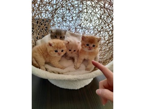 Golden british longhair kardeşler