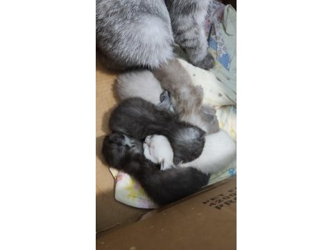 Britsh shorthair silver tabby