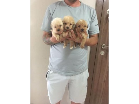 Mükemmel kalitede maltipoo yavrularımız