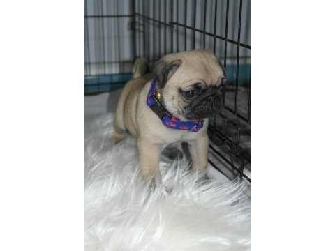 Pug mops yavrularımız a kalite