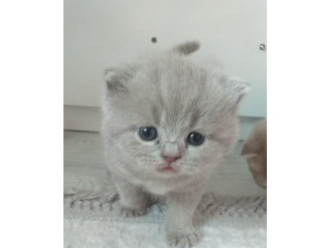 Scottish fold yavrular sahiplendirilecektir