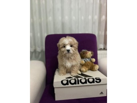 Hastalıksız maltipoo yavrularımız