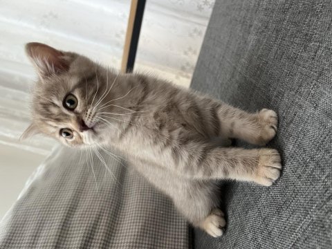 British shorthair