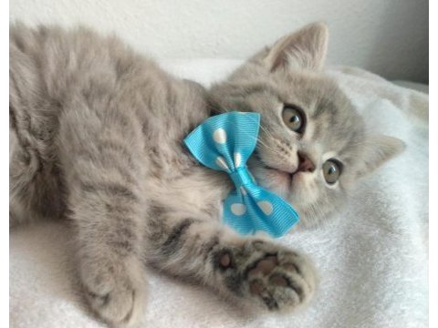 Bakımlı eğitimli sağlıklı british shorthair köftemiz