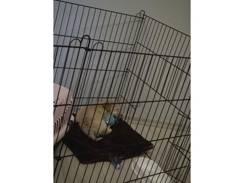 3 aylık maltipoo