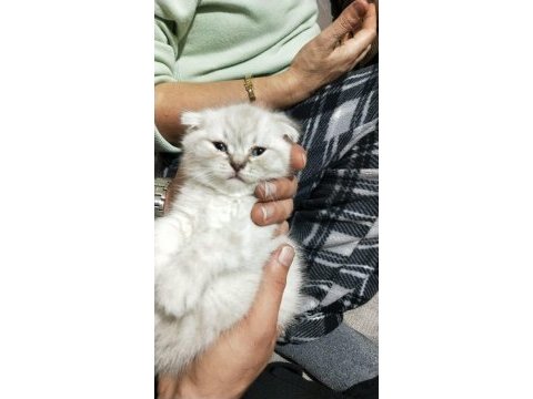 Son iki yavrum scottish fold