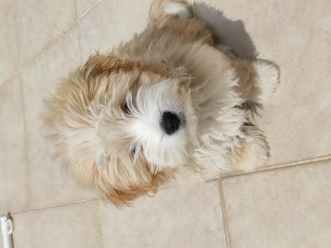 A kalite maltipoo yavrumuz sahiplendirilecektir