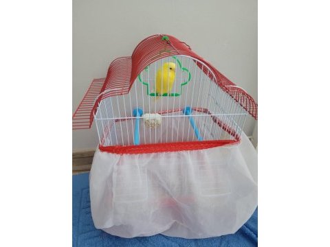 Satılık lutino