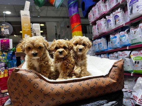 Maltipoo yavrularımız teslime hazır