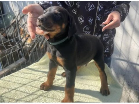 King doberman köpekler