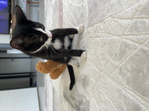 Aksaray yavru kedi ücretsiz sahiplendirme