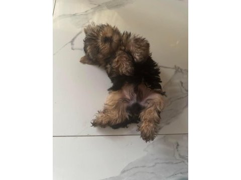 A kalite son 2 bebek yorkshire terrier