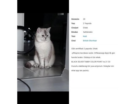 Erkek 2 yaşında cba sertifikalı british shorthair