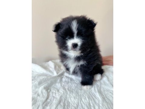 Pomeranian nadir renklerde oyuncu kardeşler