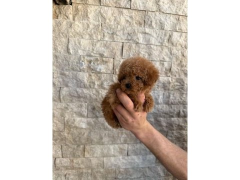 Oyuncaktan farksız poodle köpeğimiz