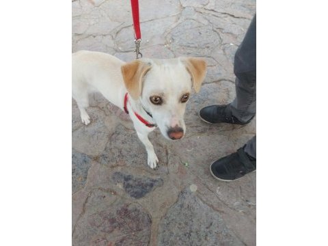 Jack russell 9 aylık neşeli çocuk dostu oyuncu