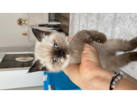 Blue point dişi kedimiz