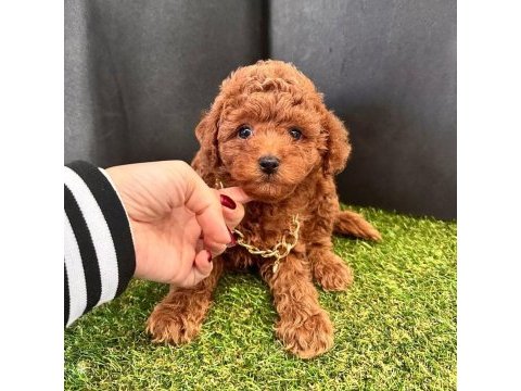 Sevimli toy poodle yavrularımız