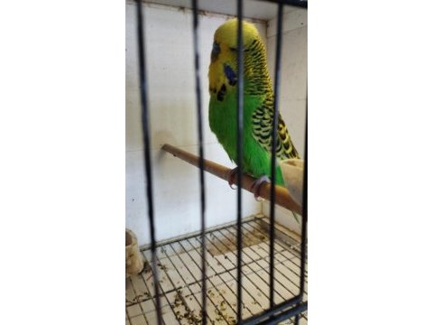 Show jumbo muhabbet kuşları