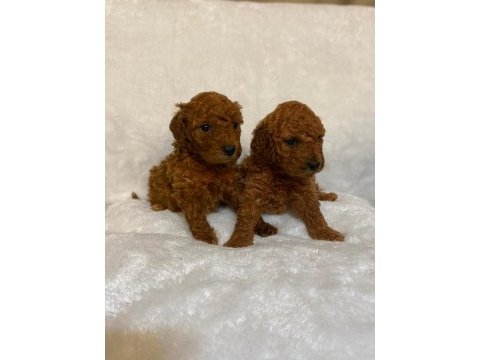 Tüy dökmeyen hipoalerjenik toy poodle