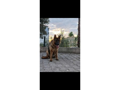 Secereli dişi alman çoban köpeği