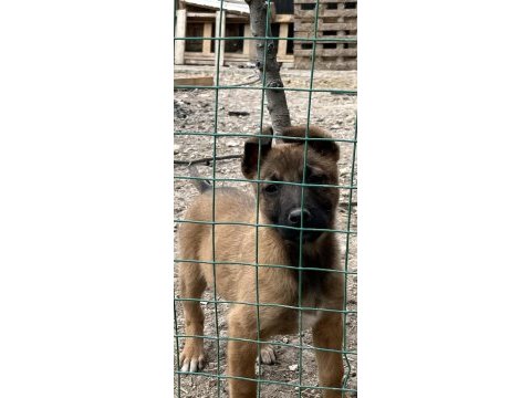 35 günlük belçika kurdu yavrular