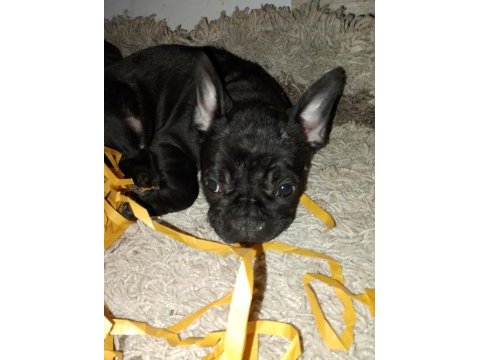 Siyah sevimli french bulldog bebekler