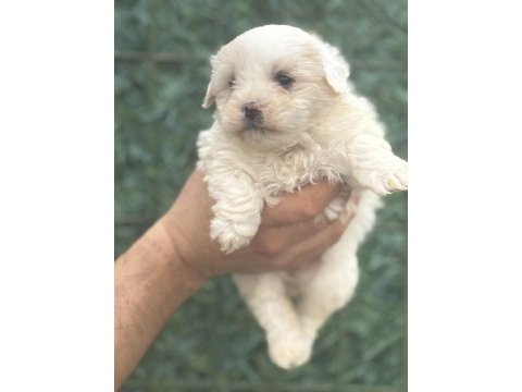 Maltipoo köpeği yavrularım