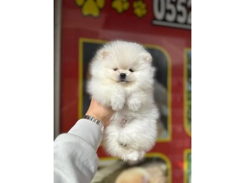 En tatlı pomeranian bebeklerimiz sizlerle