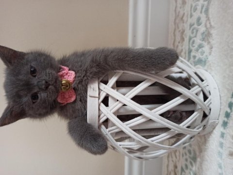 Sevimli oyuncu kucak delisi top kafa british shorthair