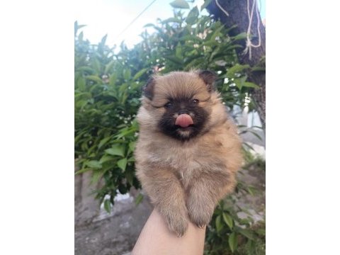 Tatlılık abidesi son 2 yavru 1 dişi 1 erkek pomeranian