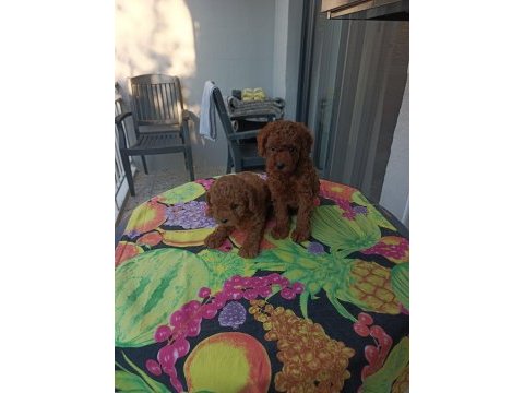 Kore kan safkan toy poodle bebekler