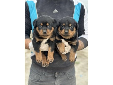 Sağlam karakter güçlü ırk sevgi dolu köpekler