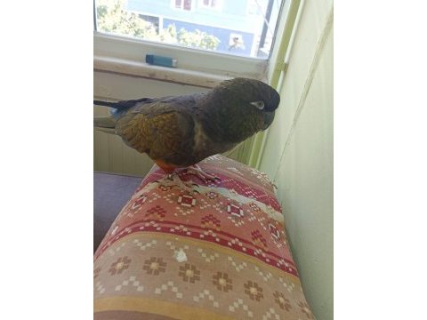 Patakonya konur papağanı