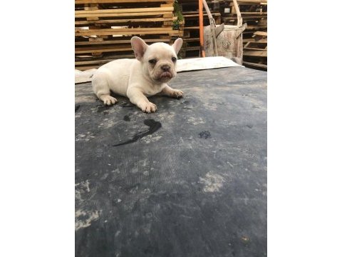 Platinyum french bulldog