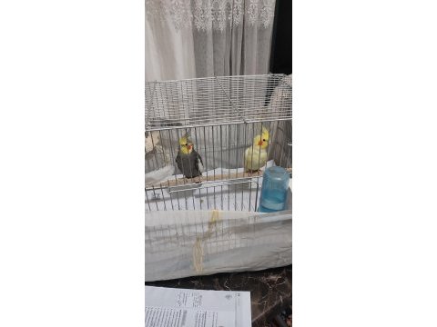 Çift sultan papağanı yumurta hazırlığındalar