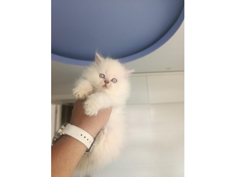 Brıtısh longhaır güzeller güzeli yavrularım 