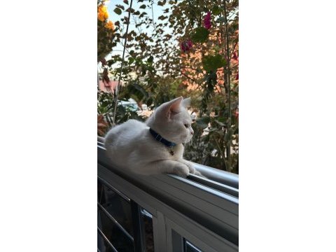 7 aylık beyaz dişi brıtısh shorthaır