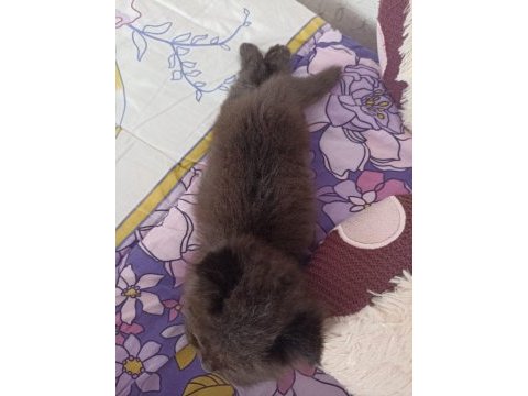 Scottish fold longhair kedi bir buçuk aylık