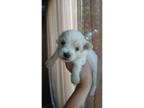 Toy poodle yavrular