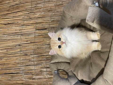 Anne baba şecereli ny12 british longhair dişi