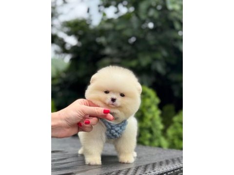 Sağlık ve ırk garantili pomeranian boo köpeği