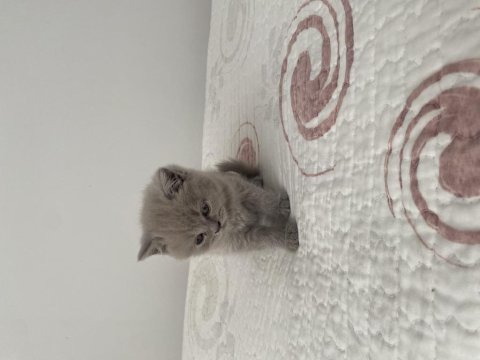 Dişi british shorthair dünyalar tatlısı 2 aylık