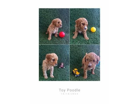 Toy poodle bebekler yeni yuvalarını bekliyor