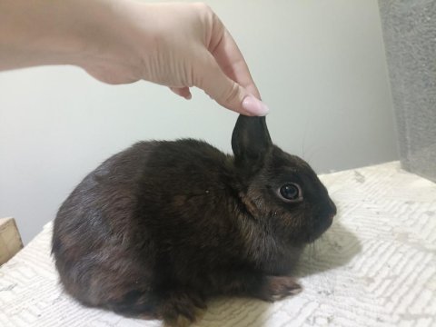 Black cüce tavşanlar